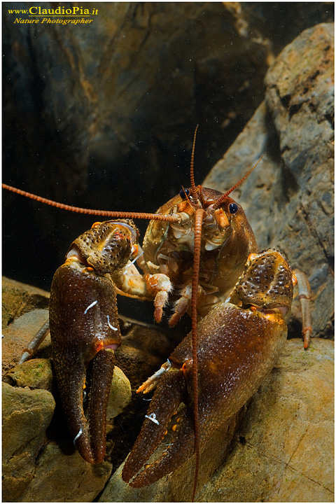 Autropotamobius pallipes e Branchiobdella sp.